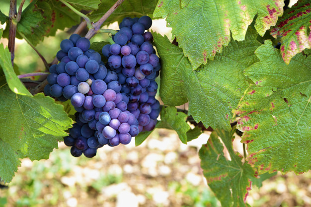 LES VENDANGES APPROCHENT